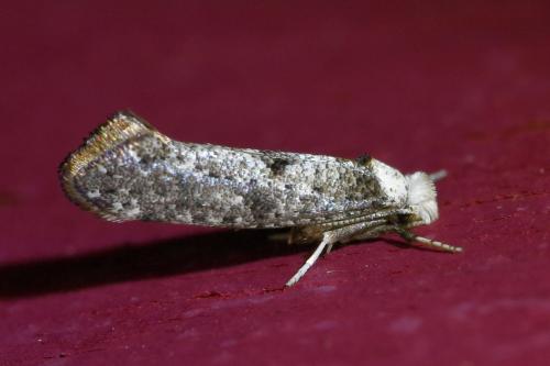 Paraswammerdamia albicapitella